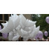 Mylar Colomba Bianca Biodegradabile SuperShape h24" 1pc